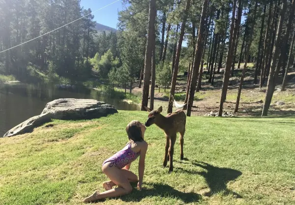Baby elk on the property