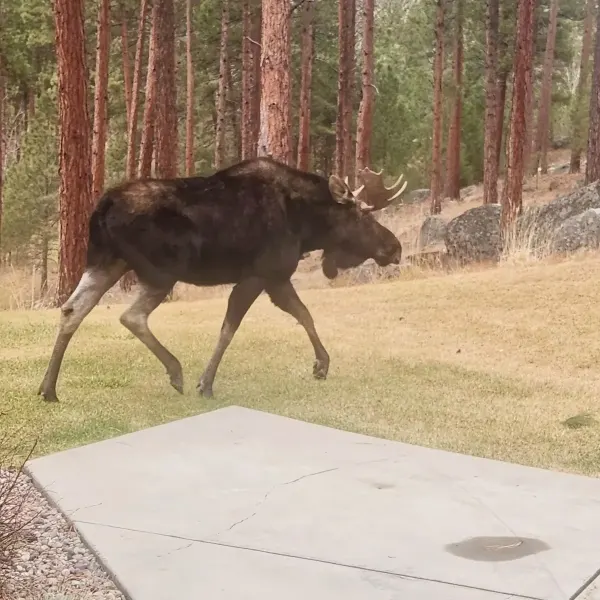 Bull moose on the property